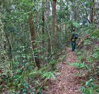 Blackbutt walking track - Accommodation Batemans Bay