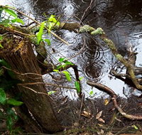 Mogo Bushwalk - Accommodation Batemans Bay