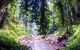 Dorrigo Rainforest Centre - thumb 1