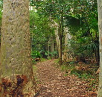 Depot Beach Rainforest walk - Accommodation Batemans Bay