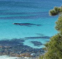 Jervis Bay Marine Park - Accommodation Batemans Bay