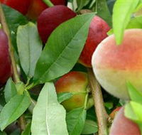 Fruit Salad Tree Company - Accommodation Batemans Bay