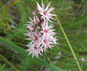 Booderee National Park: Green Patch And Telegraph Creek Walking Tracks - Accommodation Batemans Bay 5