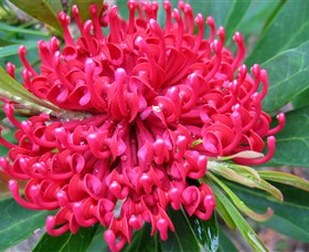 Booderee National Park: Green Patch And Telegraph Creek Walking Tracks - Accommodation Batemans Bay 3
