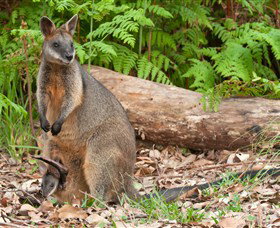 Booderee National Park: Green Patch And Telegraph Creek Walking Tracks - Accommodation Batemans Bay 7