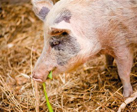 Djanbung Permaculture Gardens - Accommodation Batemans Bay 0
