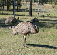 Glen Ian Ostrich and Emu Farm - Accommodation Batemans Bay