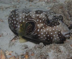 Tangalooma Wrecks Dive Site - Accommodation Batemans Bay 2