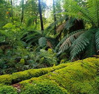 Errinundra National Park - Accommodation Batemans Bay