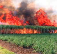 Reeves Family Sugar Cane Farm - Accommodation Batemans Bay