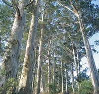 The Great Forest Trees Drive - Accommodation Batemans Bay