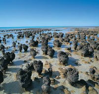 Hamelin Pool Stromatolites - Accommodation Batemans Bay