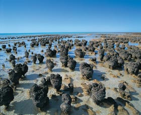 Hamelin Pool Stromatolites - Accommodation Batemans Bay 0
