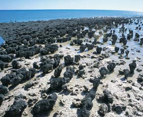 Hamelin Pool Stromatolites - Accommodation Batemans Bay 1