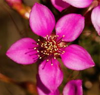 Flora - Accommodation Batemans Bay