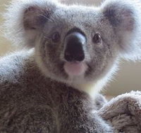 Koala Care Centre in Lismore - Accommodation Batemans Bay