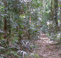 Big Scrub loop walking track - Accommodation Batemans Bay