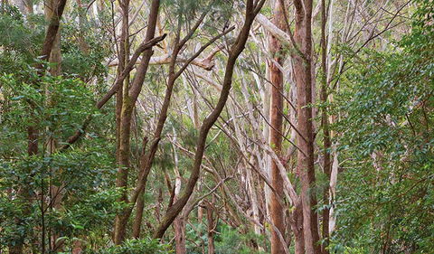 Ulidarra National Park - Accommodation Batemans Bay 1