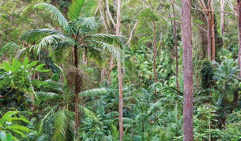 Ulidarra National Park - Accommodation Batemans Bay 3