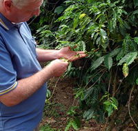 Wombah Coffee Plantation - Accommodation Batemans Bay