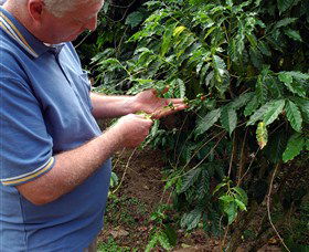Wombah Coffee Plantation - Accommodation Batemans Bay 0