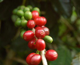 Wombah Coffee Plantation - Accommodation Batemans Bay 2