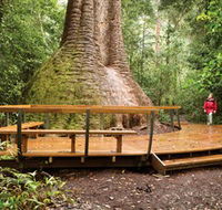 Burrawan State Forest - Accommodation Batemans Bay
