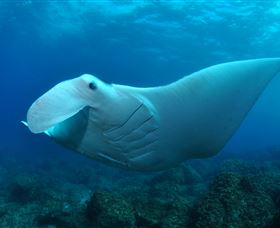 Manta Bommie Dive Site - Accommodation Batemans Bay 0