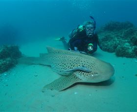 Manta Bommie Dive Site - Accommodation Batemans Bay 1