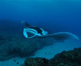 Manta Bommie Dive Site - Accommodation Batemans Bay 2