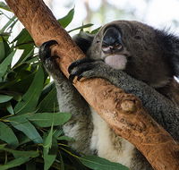 Macquarie Nature Reserve - Accommodation Batemans Bay