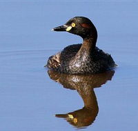 Panboola Wetlands - Accommodation Batemans Bay