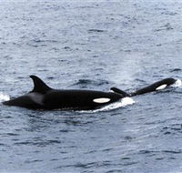 Killer Whale Trail - Accommodation Batemans Bay