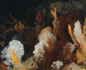 Point Hicks Marine National Park - Accommodation Batemans Bay 0