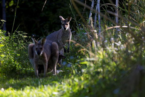 Djanbung Permaculture Gardens - Accommodation Batemans Bay 8