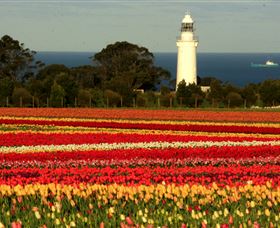 Table Cape - Accommodation Batemans Bay 5