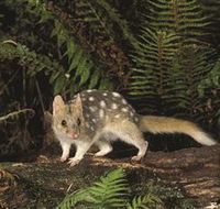 Tarkine Forest Reserve - Accommodation Batemans Bay