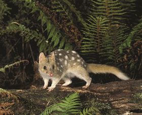Tarkine Forest Reserve - Accommodation Batemans Bay 0