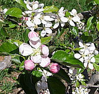 Avro Park Orchards - Accommodation Batemans Bay