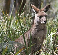 Blue Mountains Guides - Accommodation Batemans Bay