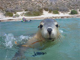 Calypso Star Charters - Accommodation Batemans Bay 1