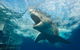 Calypso Star Charters - thumb 9