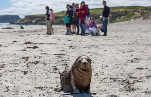 Kangaroo Island Odysseys - Accommodation Batemans Bay 3