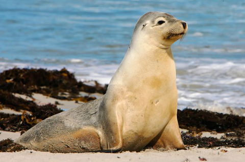 Kangaroo Island Odysseys - Accommodation Batemans Bay 13