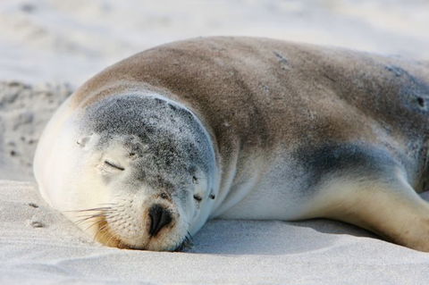 Kangaroo Island Odysseys - Accommodation Batemans Bay 18