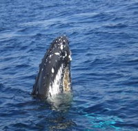 Jervis Bay Whales - Accommodation Batemans Bay