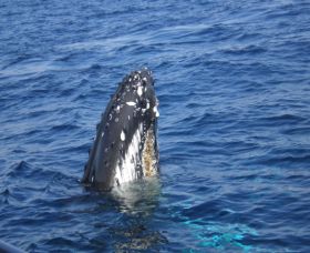 Jervis Bay Whales - Accommodation Batemans Bay 0