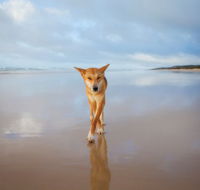 Fraser Island Adventure Tours - Accommodation Batemans Bay