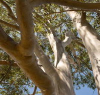 Lindsay Pryor Walk Australian National University - Accommodation Batemans Bay