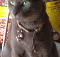 Pets and Saddles - Accommodation Batemans Bay